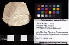 Foto (Objket + Etiketten) von Decapoda indet. (lobster?) 